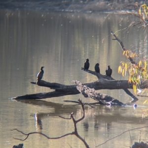 Phalacrocorax sulcirostris at Murray Valley Regional Park - 23 Jun 2024