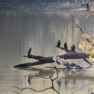 Phalacrocorax sulcirostris at Murray Valley Regional Park - 23 Jun 2024