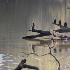 Phalacrocorax sulcirostris at Murray Valley Regional Park - 23 Jun 2024