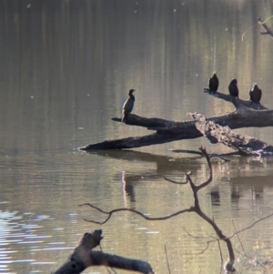 Phalacrocorax sulcirostris at Murray Valley Regional Park - 23 Jun 2024