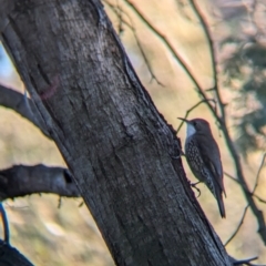 Cormobates leucophaea (White-throated Treecreeper) at Murray Valley Regional Park - 23 Jun 2024 by Darcy