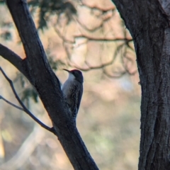 Cormobates leucophaea at Murray Valley Regional Park - 23 Jun 2024