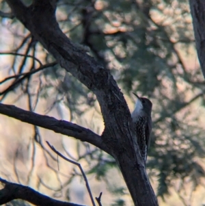 Cormobates leucophaea at Murray Valley Regional Park - 23 Jun 2024 03:33 PM