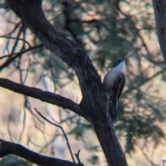 Cormobates leucophaea at Murray Valley Regional Park - 23 Jun 2024