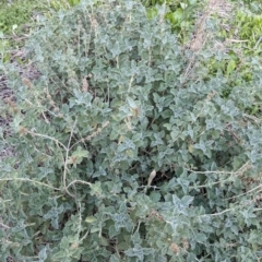 Marrubium vulgare (Horehound) at Murray Valley Regional Park - 23 Jun 2024 by Darcy