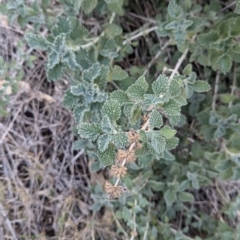 Marrubium vulgare at Murray Valley Regional Park - 23 Jun 2024 03:40 PM