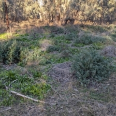 Marrubium vulgare at Murray Valley Regional Park - 23 Jun 2024 03:40 PM