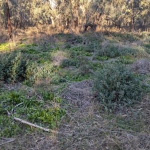 Marrubium vulgare at Murray Valley Regional Park - 23 Jun 2024