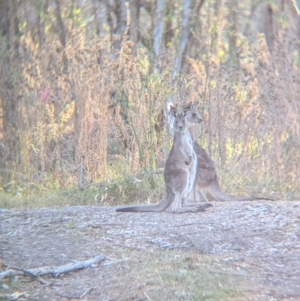 Macropus giganteus at Murray Valley Regional Park - 23 Jun 2024 03:45 PM