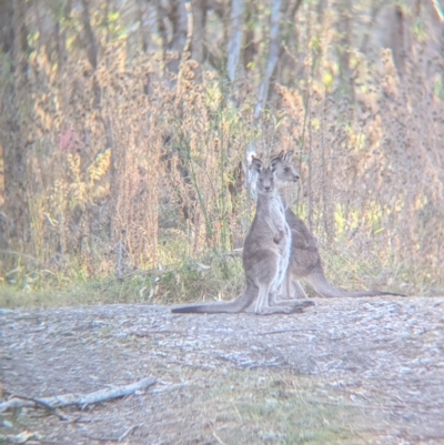 Macropus giganteus (Eastern Grey Kangaroo) at Murray Valley Regional Park - 23 Jun 2024 by Darcy