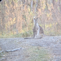 Macropus giganteus at Murray Valley Regional Park - 23 Jun 2024 03:45 PM