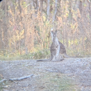 Macropus giganteus at Murray Valley Regional Park - 23 Jun 2024 03:45 PM