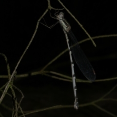 Zygoptera (suborder) at Freshwater Creek, VIC - 4 Dec 2022 by WendyEM