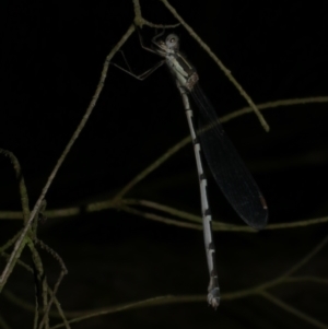 Austrolestes leda at WendyM's farm at Freshwater Ck. - 4 Dec 2022 09:59 PM