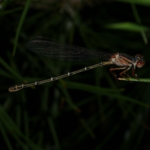 Xanthagrion erythroneurum at WendyM's farm at Freshwater Ck. - 6 Dec 2022 09:45 PM