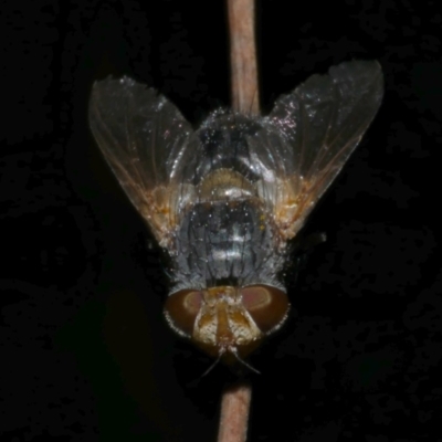 Eurygastropsis tasmaniae (A bristle fly) at WendyM's farm at Freshwater Ck. - 8 Dec 2022 by WendyEM