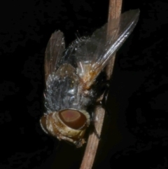 Eurygastropsis tasmaniae at suppressed - suppressed
