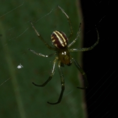 Deliochus zelivira (Messy Leaf Curling Spider) at WendyM's farm at Freshwater Ck. - 9 Dec 2022 by WendyEM