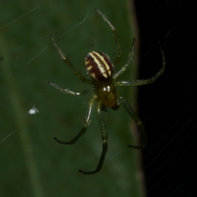 Deliochus zelivira (Messy Leaf Curling Spider) at WendyM's farm at Freshwater Ck. - 9 Dec 2022 by WendyEM