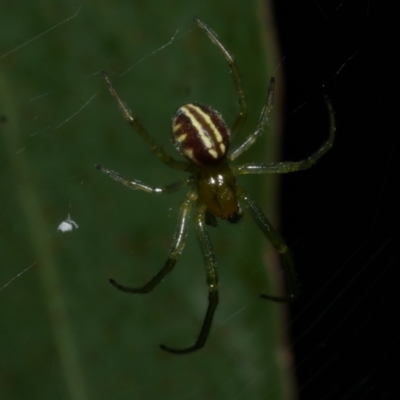 Deliochus zelivira at Freshwater Creek, VIC - 9 Dec 2022 by WendyEM