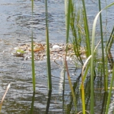 Tachybaptus novaehollandiae (Australasian Grebe) at WendyM's farm at Freshwater Ck. - 9 Dec 2022 by WendyEM