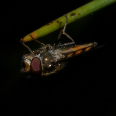 Unidentified Hover fly (Syrphidae) at Freshwater Creek, VIC - 9 Dec 2022 by WendyEM