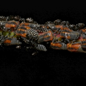Eurymeloides marmorata at WendyM's farm at Freshwater Ck. - 9 Dec 2022 10:31 PM