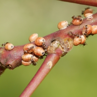 Eriococcus coriaceus (Gumtree Scale) at WendyM's farm at Freshwater Ck. - 9 Dec 2022 by WendyEM