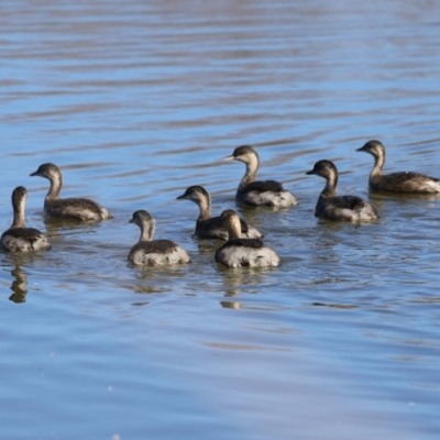 Poliocephalus poliocephalus (Hoary-headed Grebe) at JER530: JWs - Silt Trap North - 23 Jun 2024 by RodDeb