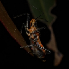 Gminatus australis (Orange assassin bug) at WendyM's farm at Freshwater Ck. - 9 Dec 2022 by WendyEM