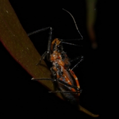 Gminatus australis at WendyM's farm at Freshwater Ck. - 9 Dec 2022