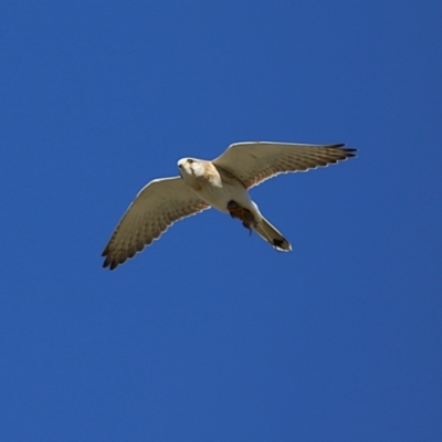 Falco cenchroides (Nankeen Kestrel) at Jerrabomberra Wetlands - 23 Jun 2024 by RodDeb