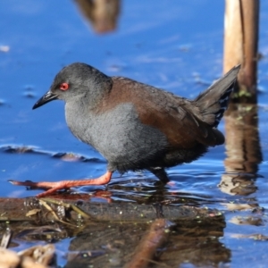 Zapornia tabuensis at Jerrabomberra Wetlands - 23 Jun 2024