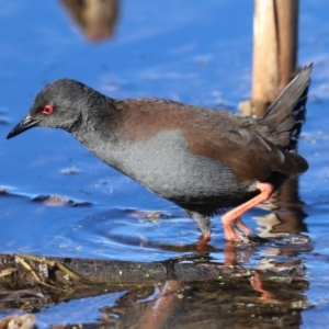 Zapornia tabuensis at Jerrabomberra Wetlands - 23 Jun 2024