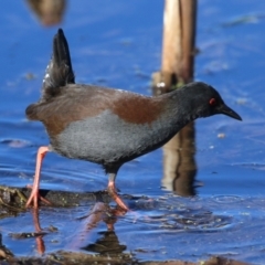 Zapornia tabuensis at Jerrabomberra Wetlands - 23 Jun 2024