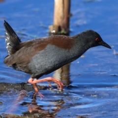 Zapornia tabuensis at Jerrabomberra Wetlands - 23 Jun 2024