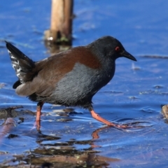 Zapornia tabuensis at Jerrabomberra Wetlands - 23 Jun 2024