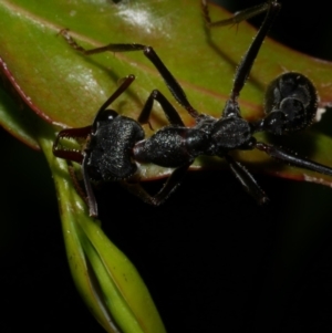 Myrmecia pyriformis at WendyM's farm at Freshwater Ck. - 9 Dec 2022 10:33 PM