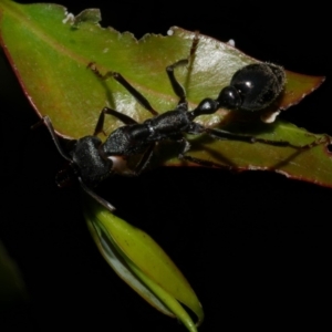 Myrmecia pyriformis at WendyM's farm at Freshwater Ck. - 9 Dec 2022 10:33 PM
