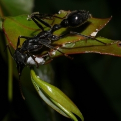 Myrmecia pyriformis at WendyM's farm at Freshwater Ck. - 9 Dec 2022 10:33 PM