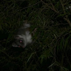 Pseudocheirus peregrinus (Common Ringtail Possum) at WendyM's farm at Freshwater Ck. - 9 Dec 2022 by WendyEM