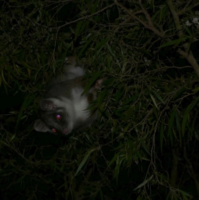 Pseudocheirus peregrinus (Common Ringtail Possum) at Freshwater Creek, VIC - 9 Dec 2022 by WendyEM