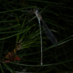 Austrolestes leda (Wandering Ringtail) at WendyM's farm at Freshwater Ck. - 9 Dec 2022 by WendyEM