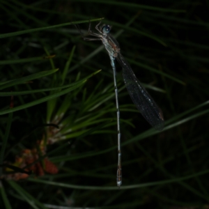 Austrolestes leda at WendyM's farm at Freshwater Ck. - 9 Dec 2022 10:20 PM