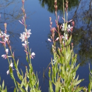 Oenothera lindheimeri at WendyM's farm at Freshwater Ck. - 10 Dec 2022