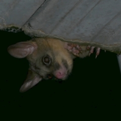 Trichosurus vulpecula (Common Brushtail Possum) at Freshwater Creek, VIC - 10 Dec 2022 by WendyEM