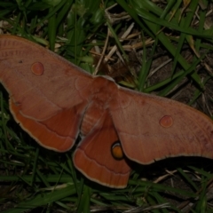 Opodiphthera helena (Helena Gum Moth) at Freshwater Creek, VIC - 21 Dec 2022 by WendyEM