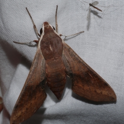 Hippotion scrofa (Coprosma Hawk Moth) at Freshwater Creek, VIC - 21 Dec 2022 by WendyEM