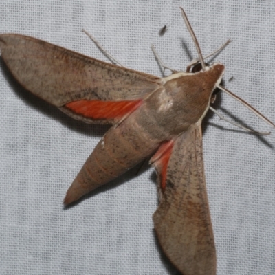 Hippotion scrofa (Coprosma Hawk Moth) at Freshwater Creek, VIC - 21 Dec 2022 by WendyEM