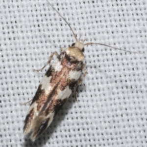 Limnaecia camptosema at WendyM's farm at Freshwater Ck. - 22 Dec 2022 02:56 AM